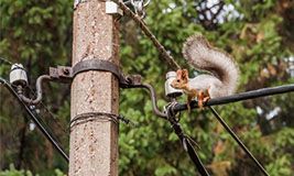 Rats Eating Fiber Optic Cable Protections